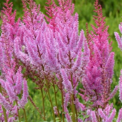 Čechrava čínská růžová - Astilbe chinensis var. pumila - semena - 10 ks