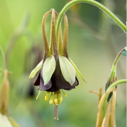 Orlíček Chocolat Soldier - Aquilegia - prostokořenné sazenice - 1 ks