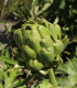 BIO Artyčok Imperial - Cynara cardunculus - bio semena - 10 ks