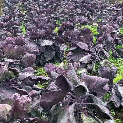 BIO Kapusta růžičková Rubine - Brassica oleracea var. gemmifera - bio semena - 40 ks