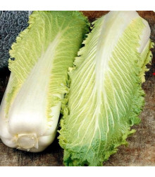 BIO pekingské zelí Granat - Brassica rapa pekinensis - bio semena - 100 ks