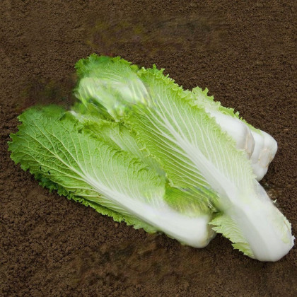 BIO pekingské zelí Granat - Brassica rapa pekinensis - bio semena - 100 ks