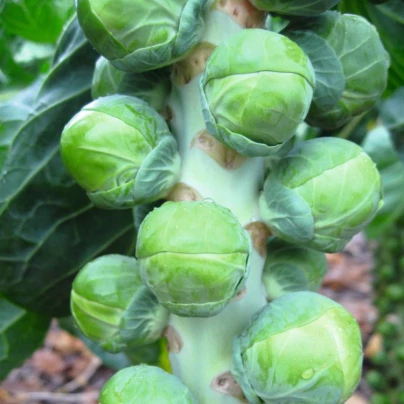 BIO Kapusta růžičková Neptuno F1 - Brassica oleracea var. gemmifera - bio semena - 20 ks