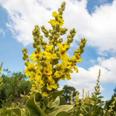 BIO Divizna velkokvětá - Verbascum densiflorum - bio semena - 300 ks