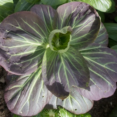 Pak Choi Baraku F1 - Brassica rapa chinensis - semena - 50 ks