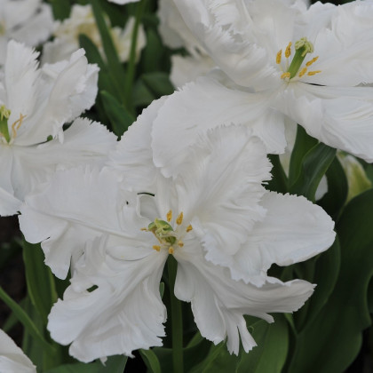 Tulipán White Rebel - Tulipa - cibuloviny - 3 ks