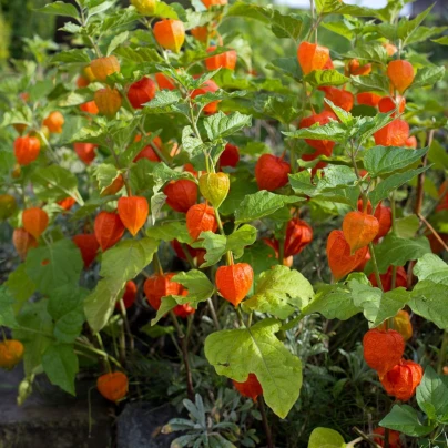 Mochyně židovská - Physalis alkekengi - semena - 30 ks