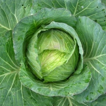 Kapusta hlávková Předzvěst - Brassica oleracea var. Sabauda - semena - 100 ks