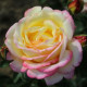 Růže velkokvětá keřová žlutorůžová - Rosa - prostokořenné sazenice - 1 ks