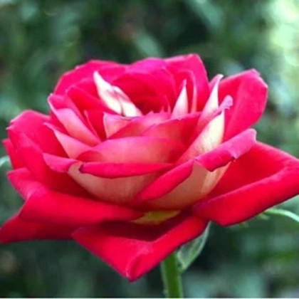 Růže velkokvětá keřová červenobílá - Rosa - prostokořenné sazenice - 1 ks