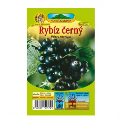 Rybíz černý - Ribes sylvestre - prostokořenné sazenice - 1 ks