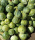 BIO Kapusta růžičková Nautic F1 - Brassica oleracea - bio semena - 20 ks