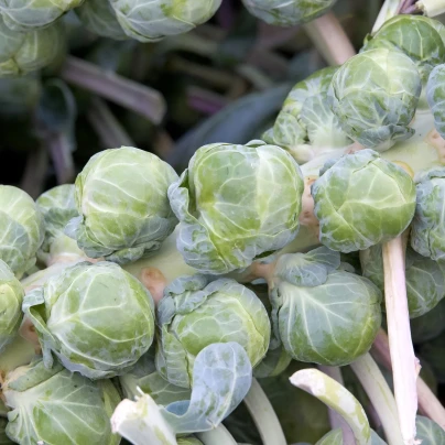 BIO Kapusta růžičková Igor F1 - Brassica oleracea - bio semena - 20 ks