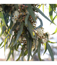 Eukalyptus Lemon Bush - Eucalyptus gunnii - semena - 10 ks