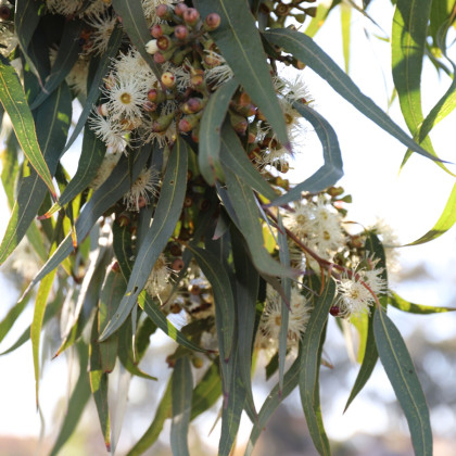Eukalyptus Lemon Bush - Eucalyptus gunnii - semena - 10 ks