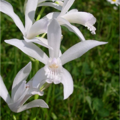 Orchidej vzpřímená bílá - Bletilla striata alba - cibuloviny - 1 ks