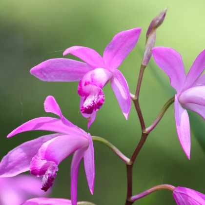 Orchidej vzpřímená růžová - Bletilla striata pink - cibuloviny - 1 ks