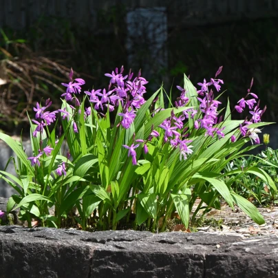 Orchidej vzpřímená růžová - Bletilla striata pink - cibuloviny - 1 ks