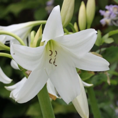 Křín Powellii bílý - Crinum Powellii album - cibuloviny - 1 ks