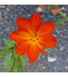 BIO Krásenka oranžová - Cosmos suplhureus - bio semena - 20 ks