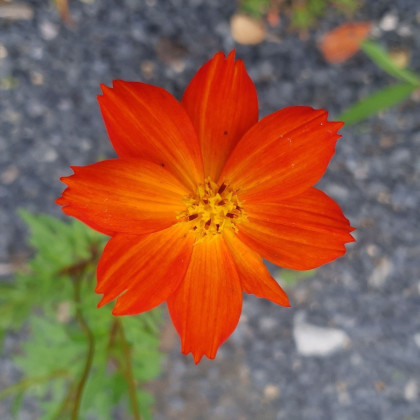 BIO Krásenka oranžová - Cosmos suplhureus - bio semena - 20 ks