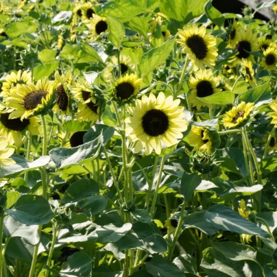 BIO Slunečnice Primrose - Helianthus annuus - bio semena - 10 ks