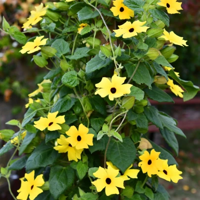 Černooká Zuzana křídlatá žlutá - Thunbergia alata - semena - 15 ks