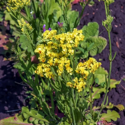 Limonka chobotnatá žlutá - Limonium sinuatum - semena - 30 ks