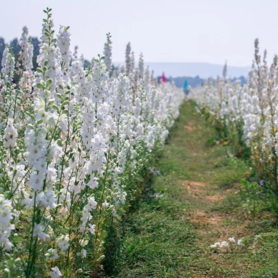 Stračka bílá - Delphinium solida - semena - 100 ks