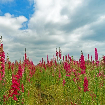 Stračka Carmine King - Delphinium imperialis - semena - 100 ks