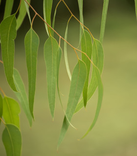 Eukalyptus vejčitolistý - Blahovičník - Eucalyptus ovata - semena - 10 ks