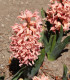 Hyacint Apricot Passion - Hyacinthus - cibuloviny - 1 ks