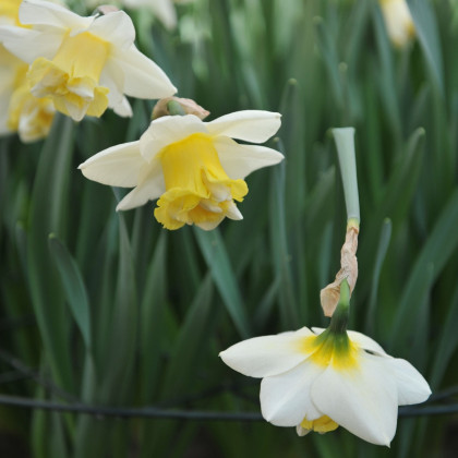 Narcis Popeye - Narcissus - cibuloviny - 3 ks