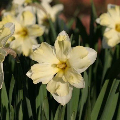 Narcis Cassata - Narcissus - cibuloviny - 3 ks