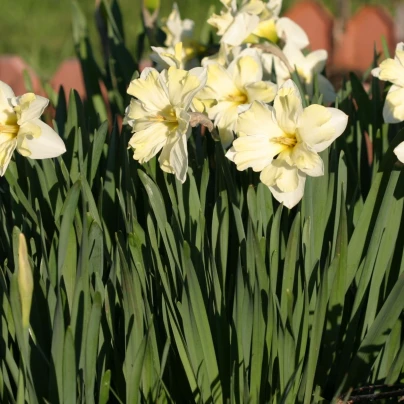 Narcis Cassata - Narcissus - cibuloviny - 3 ks