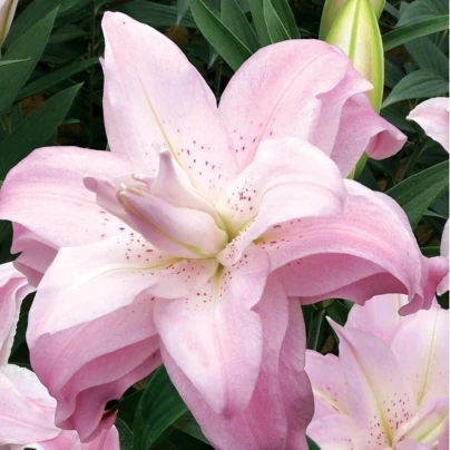 Lilie Lotus Queen - Lilium - cibuloviny - 1 ks