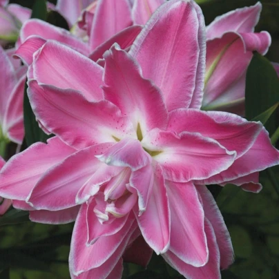 Lilie Lotus Wonder - Lilium - cibuloviny - 1 ks