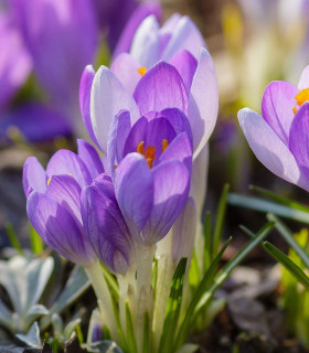 Krokus Striped Bird - Crocus tommasinianus - cibuloviny - 3 ks