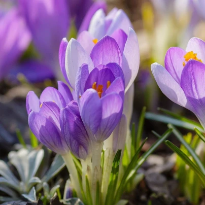 Krokus Striped Bird - Crocus tommasinianus - cibuloviny - 3 ks