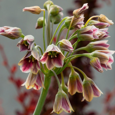 Česnek sicilský - Allium siculum - cibuloviny - 5 ks