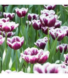 Tulipán Jackpot - Tulipa - cibuloviny - 3 ks