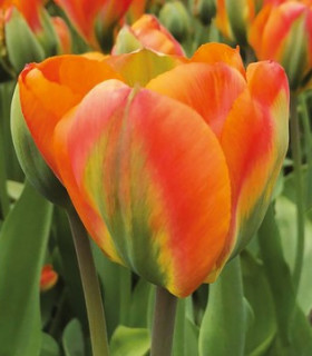 Tulipán Orange Marmelade - Tulipa - cibuloviny - 3 ks