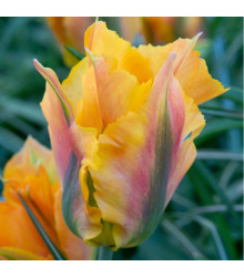 Tulipán Golden Artist - Tulipa - cibuloviny - 3 ks