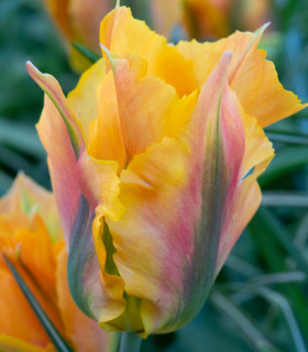 Tulipán Golden Artist - Tulipa - cibuloviny - 3 ks