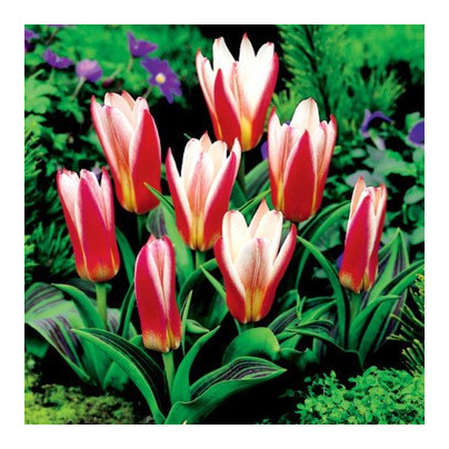 Tulipán Hearts Delight - Tulipa - cibuloviny - 3 ks