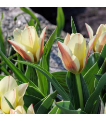 Tulipán Hearts Delight - Tulipa - cibuloviny - 3 ks
