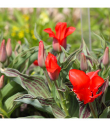 Tulipán Showinner - Tulipa - cibuloviny - 3 ks