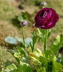 Pryskyřník plnokvětý Tomer Purple - Ranunculus asiaticus - cibuloviny - 3 ks