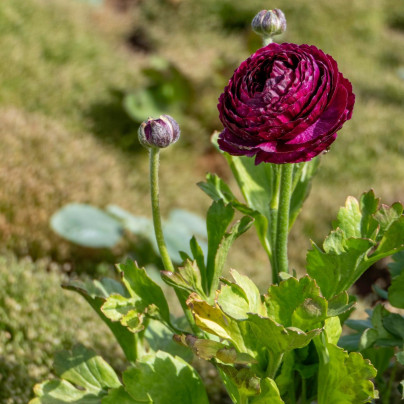 Pryskyřník Tomer Purple - Ranunculus asiaticus - cibuloviny - 3 ks