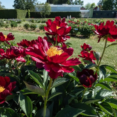 Pivoňka Patio Moscow - Paeonia lactiflora - cibuloviny - 1 ks